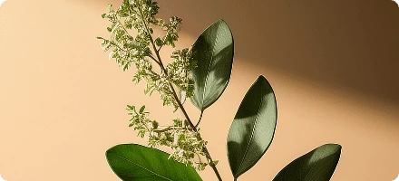 Botanical foliage used in the official Boswellia ingredient card
