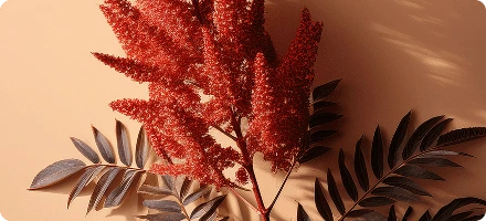 Red sumac flower clusters