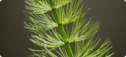 Green horsetail stems