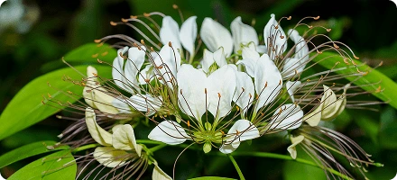 White Crataeva flowers