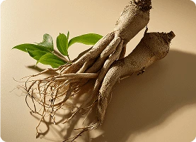Root illustration used in the official Resveratrol ingredient card